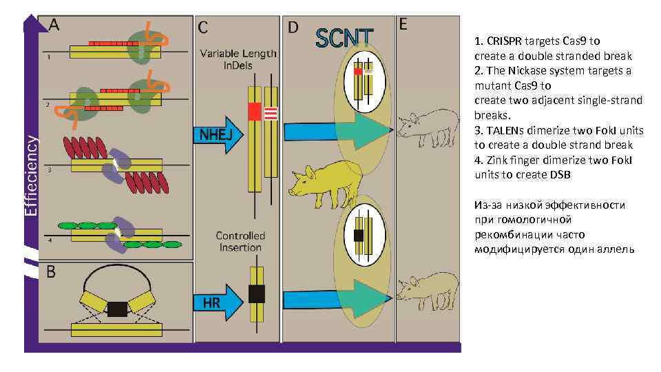 1. CRISPR targets Cas 9 to create a double stranded break 2. The Nickase