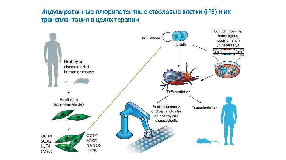 Индуцированные плюрипотентные стволовые клетки (i. PS) и их трансплантация в целях терапии 