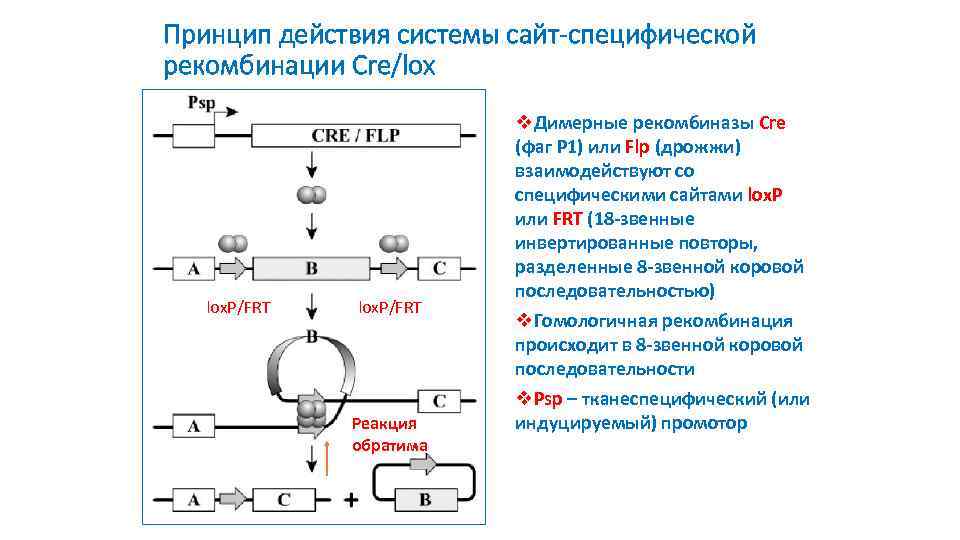 Принцип действия системы сайт-специфической рекомбинации Cre/lox lox. P/FRT Реакция обратима v. Димерные рекомбиназы Cre