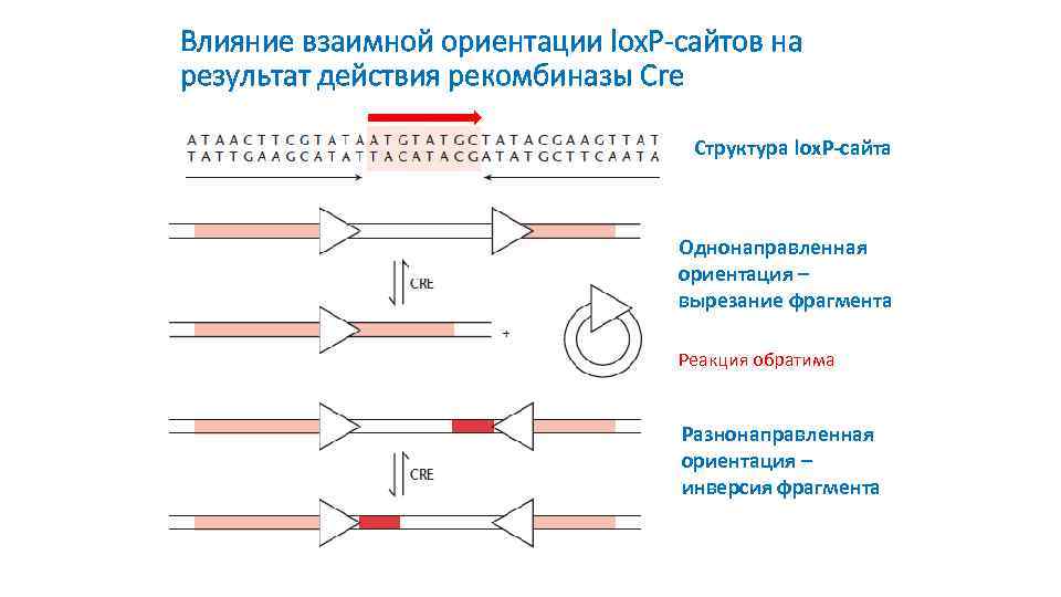 Влияние взаимной ориентации lox. P-сайтов на результат действия рекомбиназы Cre Структура lox. P-сайта Однонаправленная