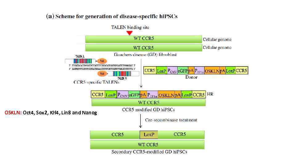 OSKLN: Oct 4, Sox 2, Klf 4, Lin 8 and Nanog 