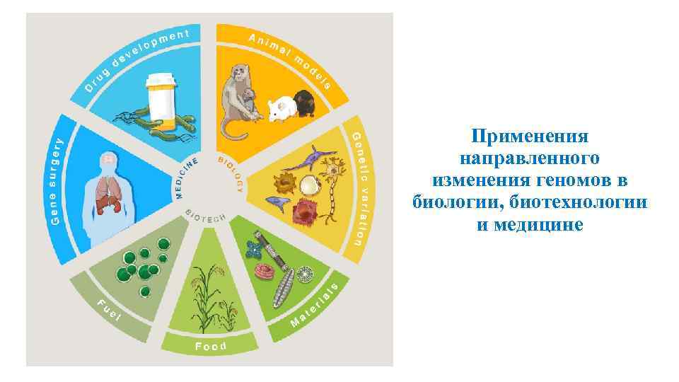 Применения направленного изменения геномов в биологии, биотехнологии и медицине 