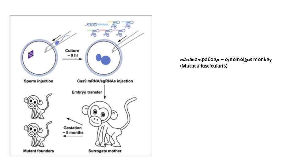 макака-крабоед – cynomolgus monkey (Macaca fascicularis) 