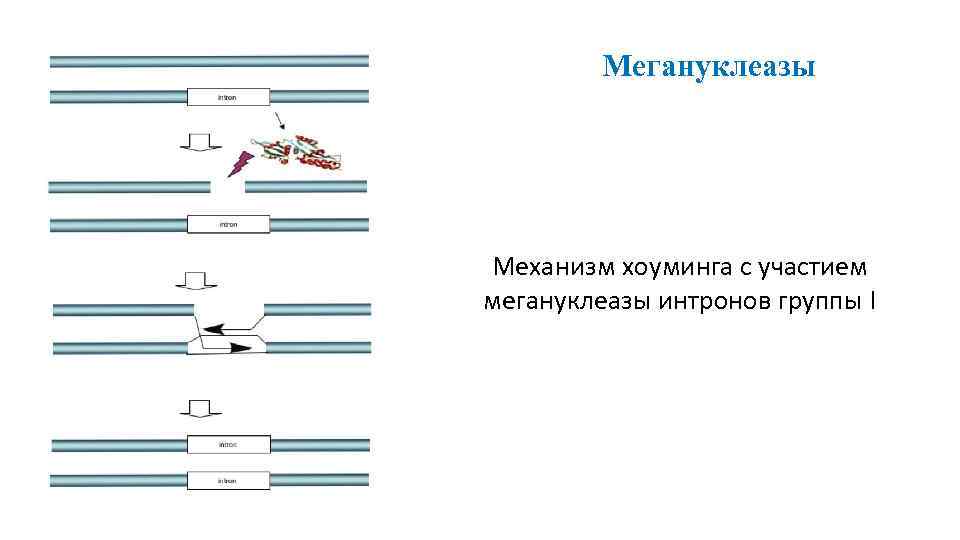 Мегануклеазы Механизм хоуминга с участием мегануклеазы интронов группы I 