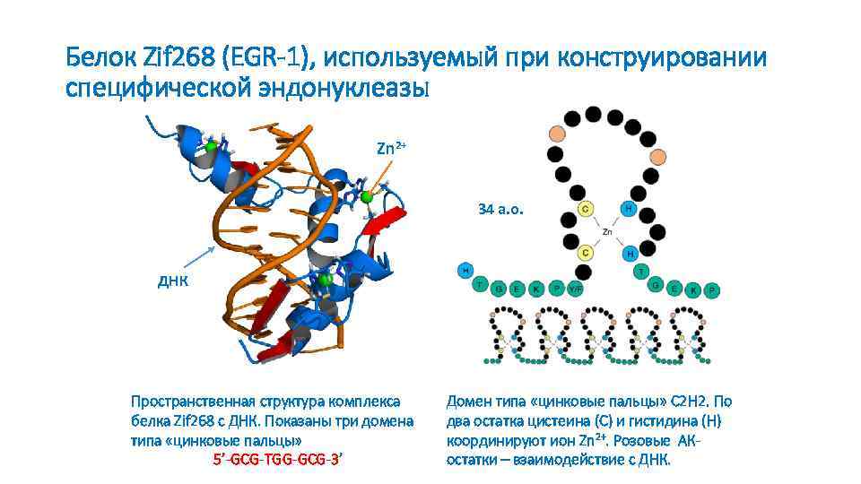 Белок Zif 268 (EGR-1), используемый при конструировании специфической эндонуклеазы Zn 2+ 34 а. о.