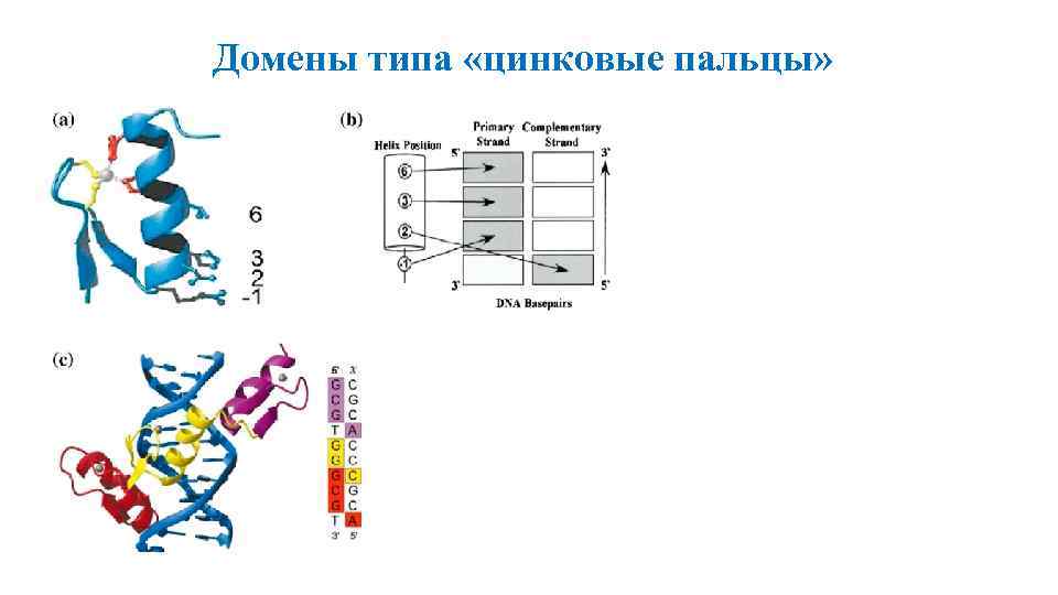 Домены типа «цинковые пальцы» 