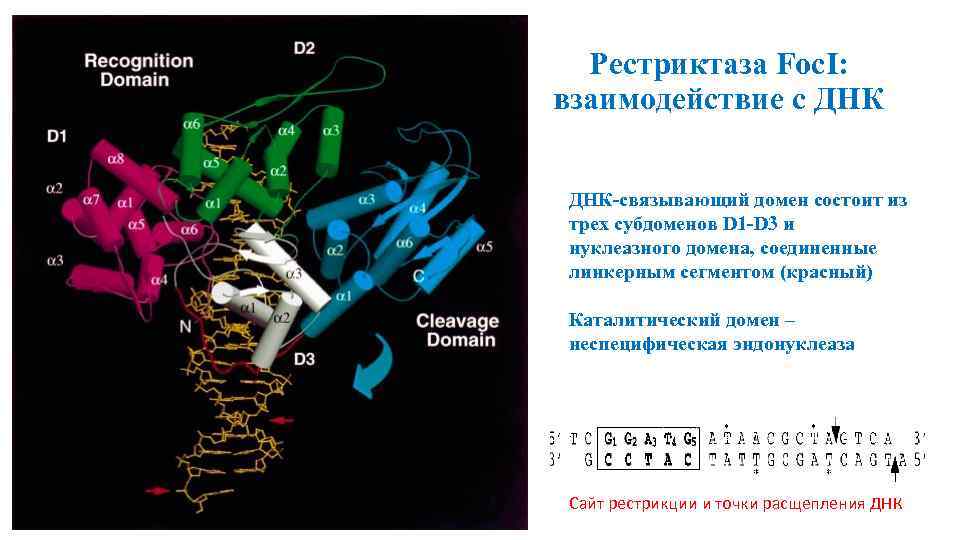 Рестриктаза Foc. I: взаимодействие с ДНК-связывающий домен состоит из трех субдоменов D 1 -D