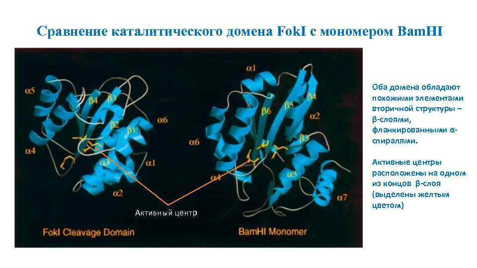 Сравнение каталитического домена Fok. I с мономером Bam. HI Оба домена обладают похожими элементами