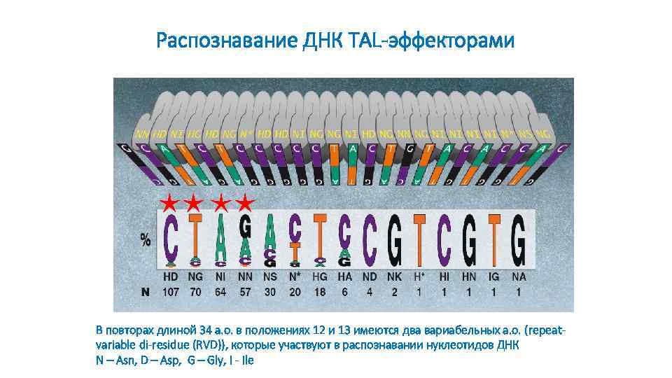 Распознавание ДНК TAL-эффекторами В повторах длиной 34 а. о. в положениях 12 и 13