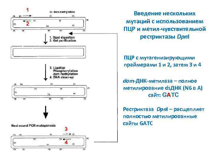 1 Введение нескольких мутаций с использованием ПЦР и метил-чувствительной рестриктазы Dpn. I 2 ПЦР