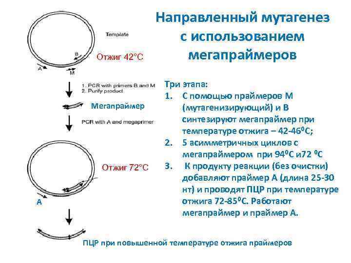 Отжиг 42°С Мегапраймер Отжиг 72°С A Направленный мутагенез с использованием мегапраймеров Три этапа: 1.