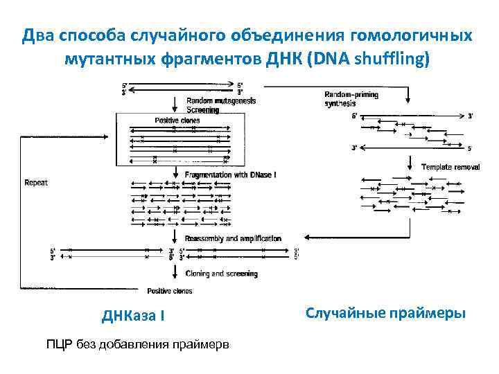 Два способа случайного объединения гомологичных мутантных фрагментов ДНК (DNA shuffling) ДНКаза I ПЦР без