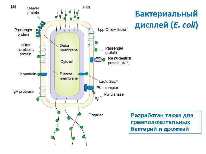 Бактериальный дисплей (E. coli) Разработан также для грамположительных бактерий и дрожжей 