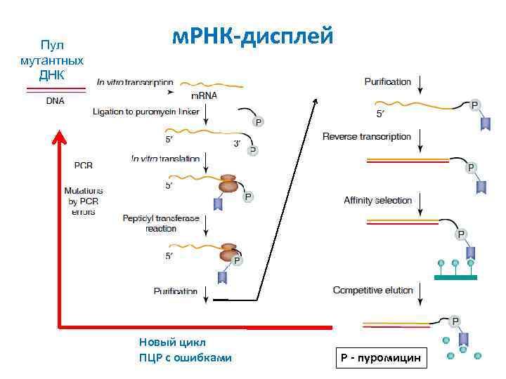 Пул мутантных ДНК м. РНК-дисплей Новый цикл ПЦР с ошибками Р - пуромицин 