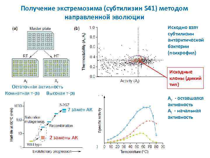 Получение экстремозима (субтилизин S 41) методом направленной эволюции Исходно взят субтилизин антарктической бактерии (психрофил)