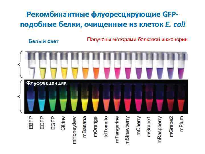 Рекомбинантные флуоресцирующие GFPподобные белки, очищенные из клеток E. coli Белый свет Флуоресценция Получены методами