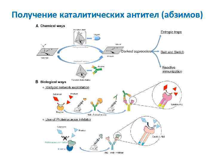 Получение каталитических антител (абзимов) 