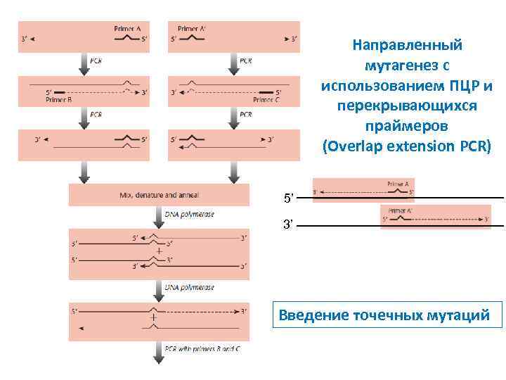 Направленный мутагенез с использованием ПЦР и перекрывающихся праймеров (Overlap extension PCR) 5’ 3’ Введение