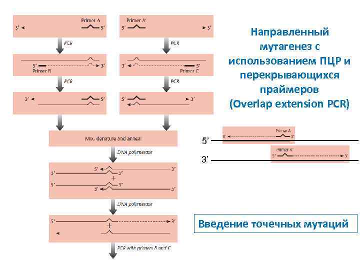 3 цикла пцр. Схема циклов ПЦР. ПЦР С перекрывающимися праймерами. ПЦР В генной инженерии. Мутагенез с помощью ПЦР.