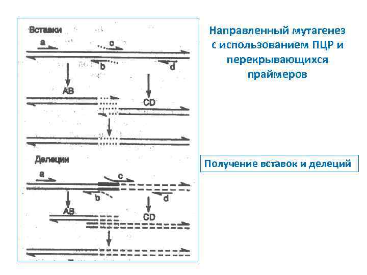 Направленный мутагенез с использованием ПЦР и перекрывающихся праймеров Получение вставок и делеций 