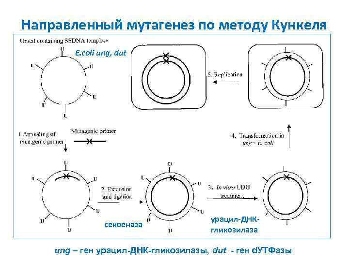 Направленный мутагенез по методу Кункеля E. coli ung, dut секвеназа урацил-ДНКгликозилаза ung – ген