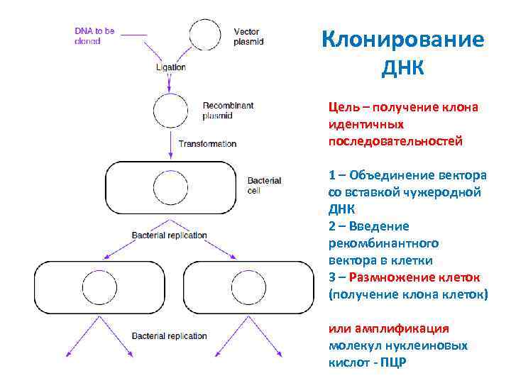 Клонирование ДНК Цель – получение клона идентичных последовательностей 1 – Объединение вектора со вставкой