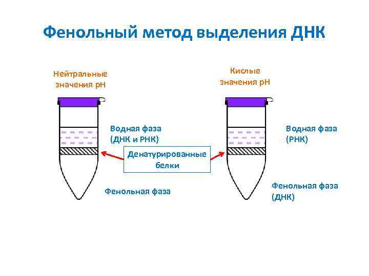 Фенольный метод выделения ДНК Кислые значения p. H Нейтральные значения p. H Водная фаза