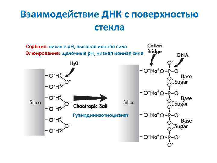 Взаимодействие ДНК с поверхностью стекла Сорбция: кислые p. H, высокая ионная сила Элюирование: щелочные