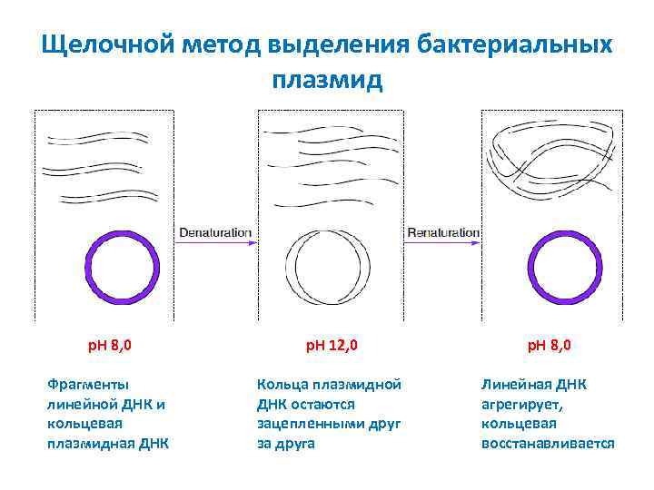 Щелочной метод выделения бактериальных плазмид p. H 8, 0 p. H 12, 0 p.