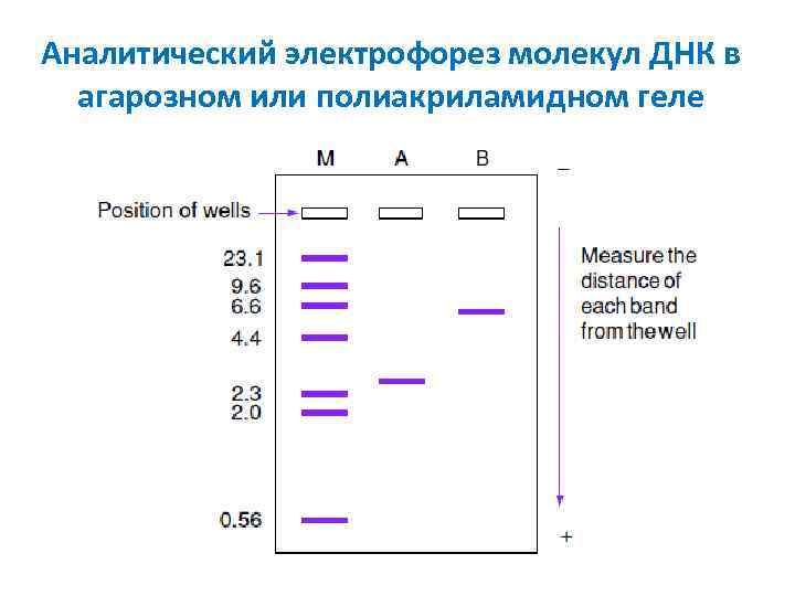 Аналитический электрофорез молекул ДНК в агарозном или полиакриламидном геле 