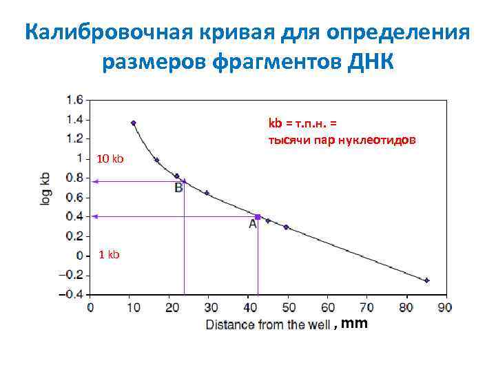 Калибровочная кривая для определения размеров фрагментов ДНК kb = т. п. н. = тысячи