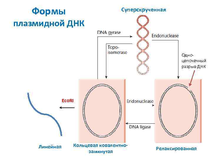 Формы Суперскрученная плазмидной ДНК Одноцепочечный разрыв ДНК Eco. RI Линейная Кольцевая ковалентнозамкнутая Релаксированная 