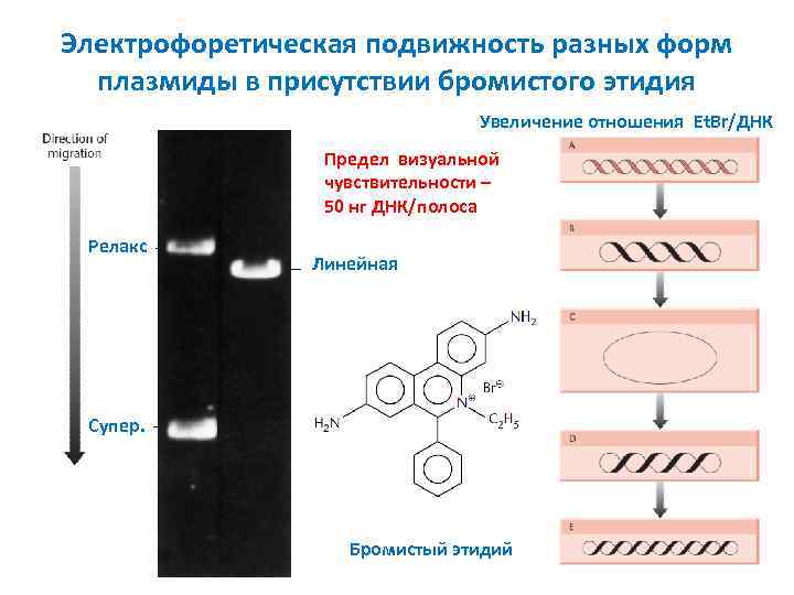 Электрофоретическая подвижность разных форм плазмиды в присутствии бромистого этидия Увеличение отношения Et. Br/ДНК Предел