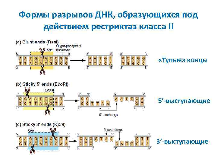 Концы днк. Рестриктазы 1 типа схема. ДНК рестриктаза. Рестрикция ДНК. Рестриктазы 2 класса.