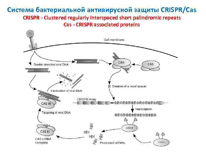 Система бактериальной антивирусной защиты CRISPR/Cas CRISPR - Clustered regularly interspaced short palindromic repeats Cas