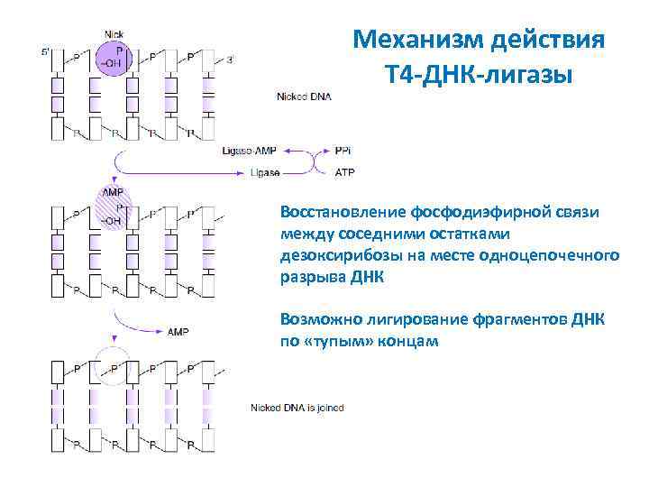 Механизм действия T 4 -ДНК-лигазы Восстановление фосфодиэфирной связи между соседними остатками дезоксирибозы на месте