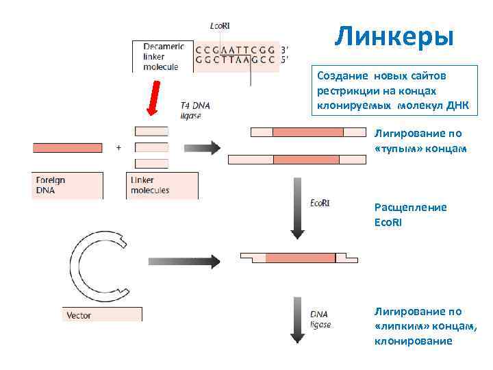 Линкеры Создание новых сайтов рестрикции на концах клонируемых молекул ДНК Лигирование по «тупым» концам