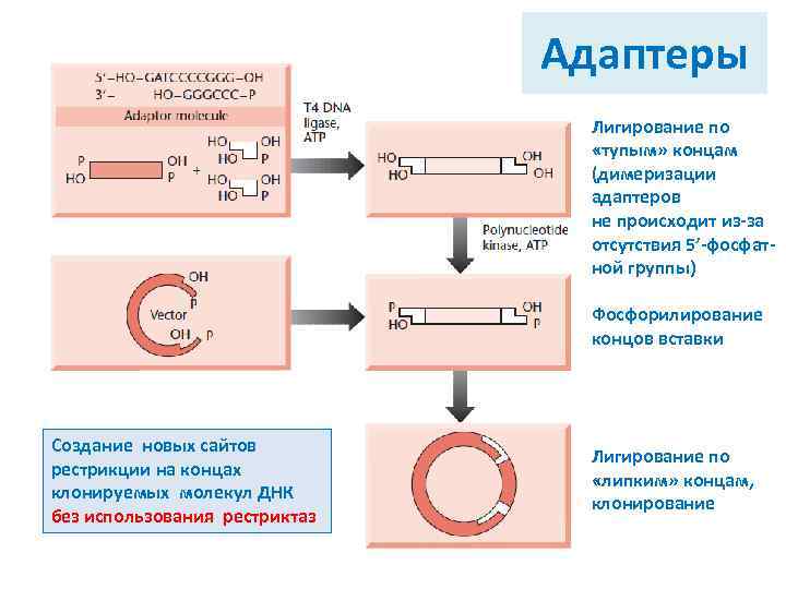 Адаптеры Лигирование по «тупым» концам (димеризации адаптеров не происходит из-за отсутствия 5’-фосфатной группы) Фосфорилирование