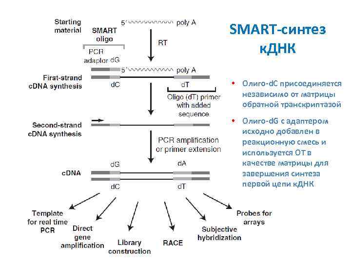 SMART-синтез к. ДНК • Олиго-d. C присоединяется независимо от матрицы обратной транскриптазой • Олиго-d.