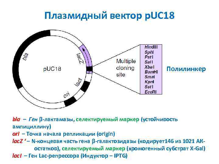 Плазмидный вектор p. UC 18 Полилинкер bla – Ген β-лактамазы, селектируемый маркер (устойчивость ампициллину)