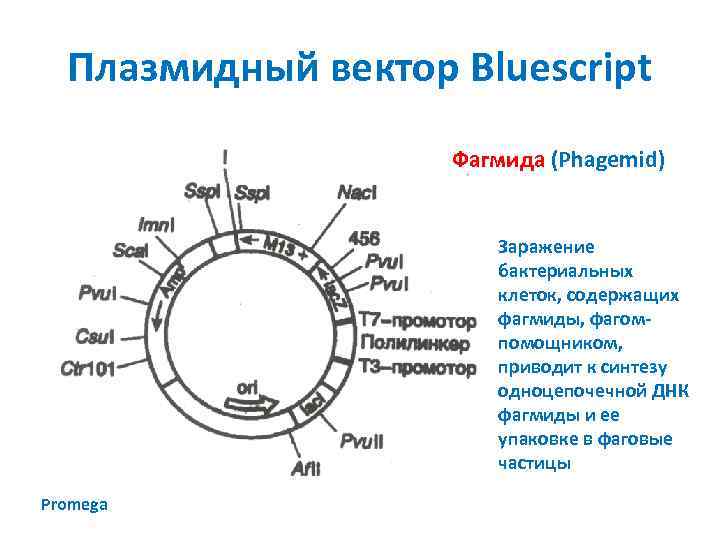 Плазмидный вектор Bluescript Фагмида (Phagemid) Заражение бактериальных клеток, содержащих фагмиды, фагомпомощником, приводит к синтезу