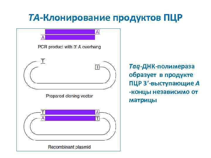 TA-Клонирование продуктов ПЦР Taq-ДНК-полимераза образует в продукте ПЦР 3’-выступающие A -концы независимо от матрицы