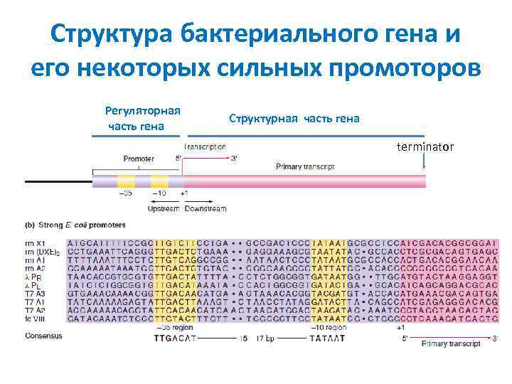 Структура бактериального гена и его некоторых сильных промоторов Регуляторная часть гена Структурная часть гена