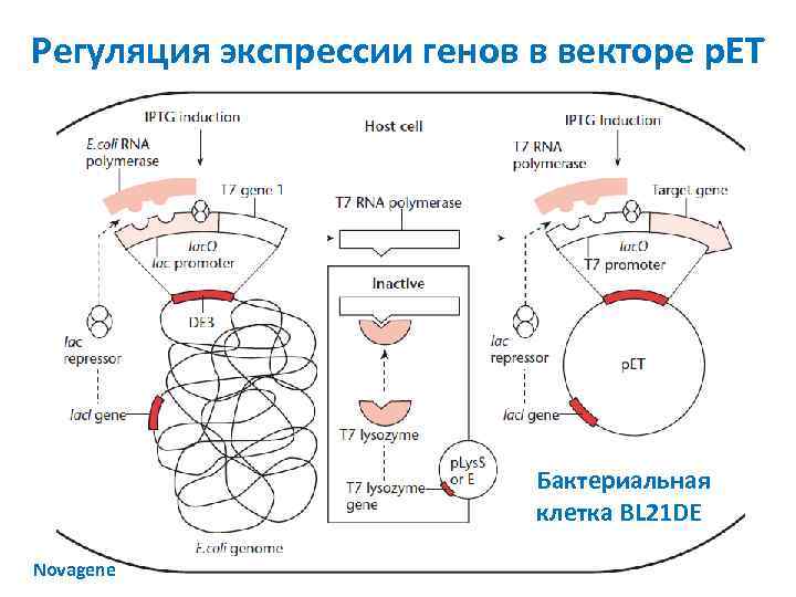 Регуляция экспрессии генов в векторе p. ET Бактериальная клетка BL 21 DE Novagene 