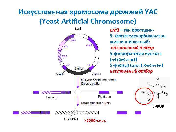 Искусственная хромосома дрожжей YAC (Yeast Artificial Chromosome) ura 3 – ген оротидин 5’-фосфатдекарбоксилазы жизненноважный: