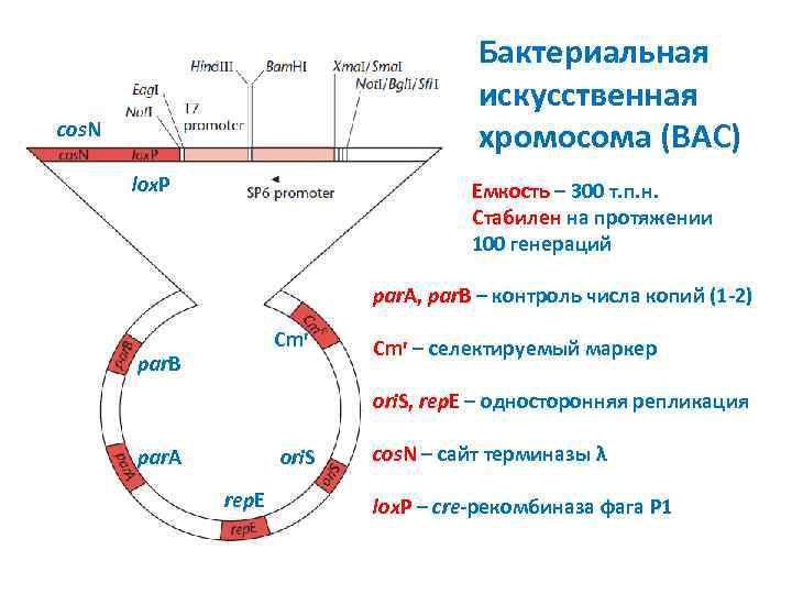 Бактериальная искусственная хромосома (BAC) cos. N lox. P Емкость – 300 т. п. н.