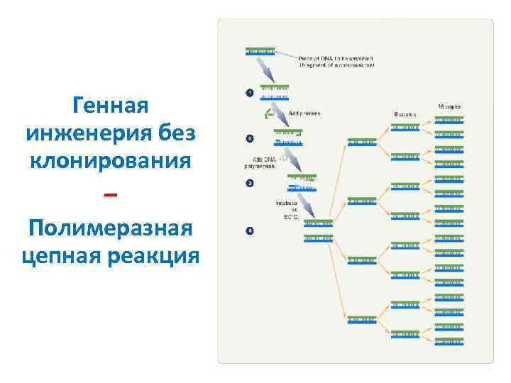 Генная инженерия без клонирования – Полимеразная цепная реакция 