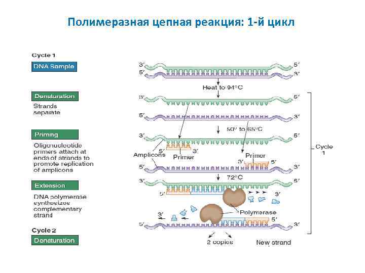 Полимеразная цепная реакция: 1 -й цикл 