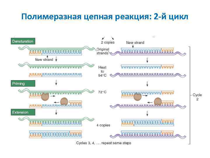 Полимеразная цепная реакция: 2 -й цикл 