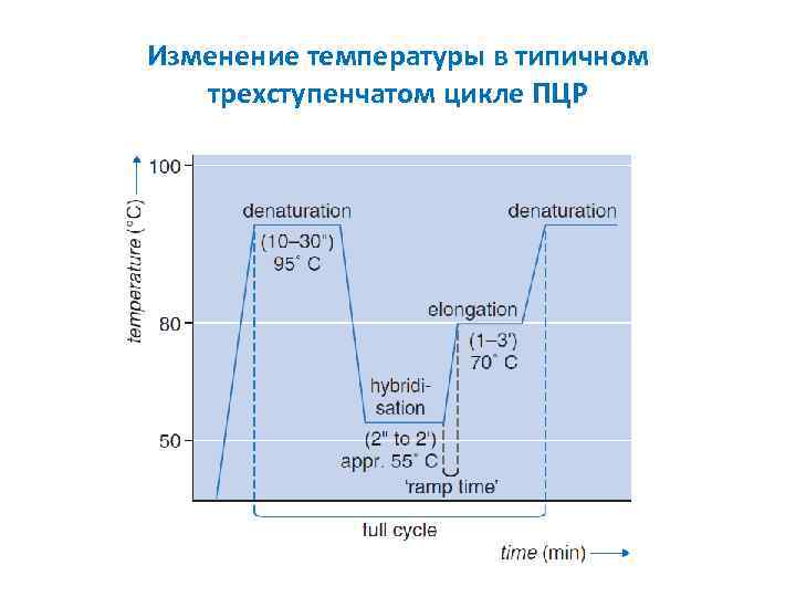 Изменение температуры в типичном трехступенчатом цикле ПЦР 